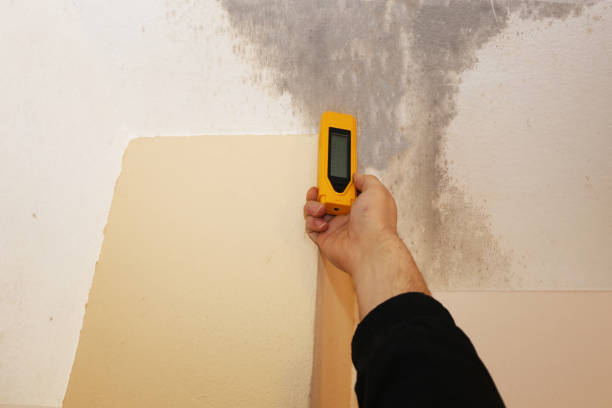 Professional Mold Removal in Pierce, NE