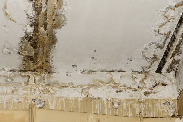 Best Post-Remediation Verification Testing  in Pierce, NE