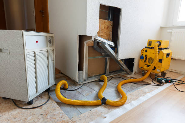 Best Emergency Mold Remediation  in Pierce, NE