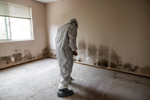 Biohazard Mold Removal in Pierce, NE