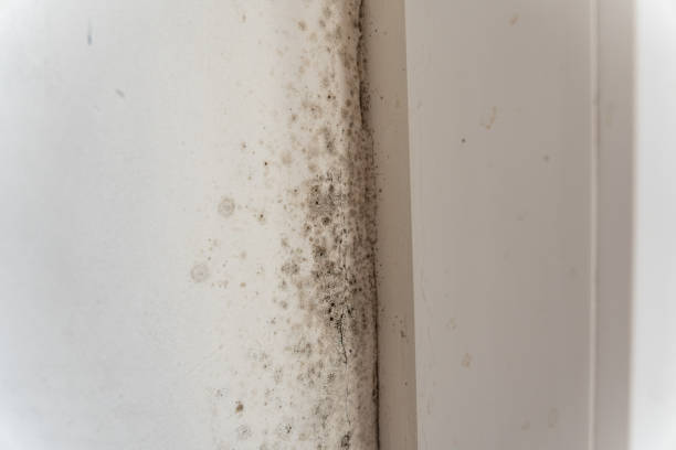 Best Comprehensive Air Testing for Mold Contaminants  in Pierce, NE