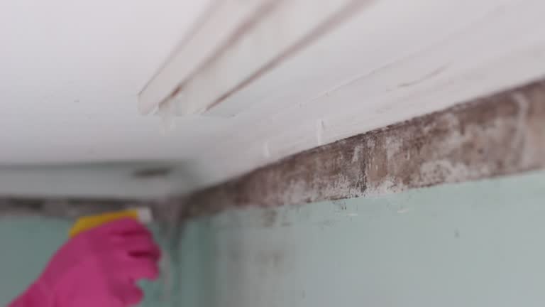 Best Mold Prevention Services  in Pierce, NE